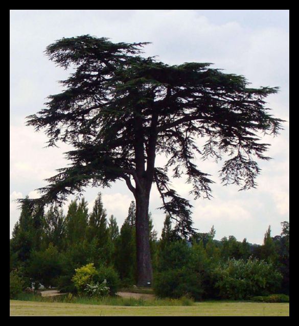 Jardin Versailles